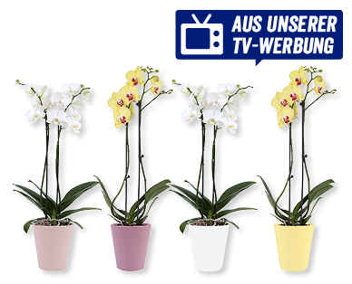 Phalaenopsis in Sommerkeramik