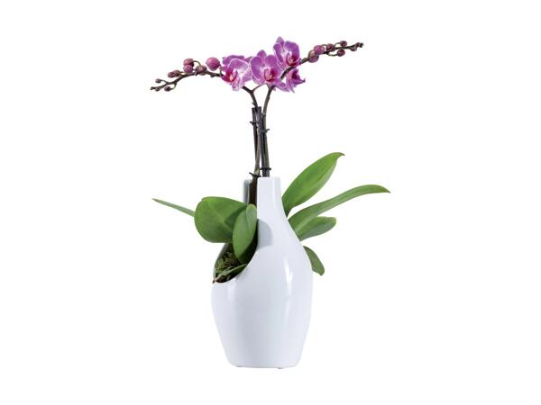 Orchid in Ceramic Vase
