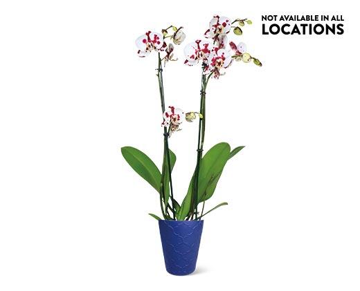 5" Easy Orchid Assorted Colors