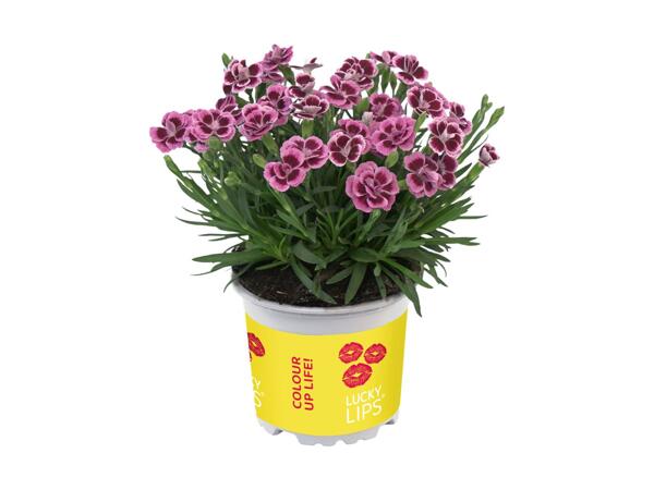 Dianthus Lucky Lips