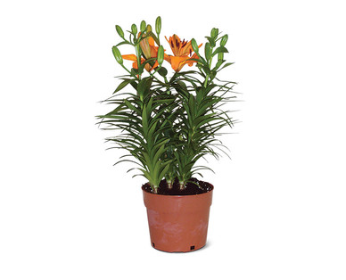 7" Asiatic Lily