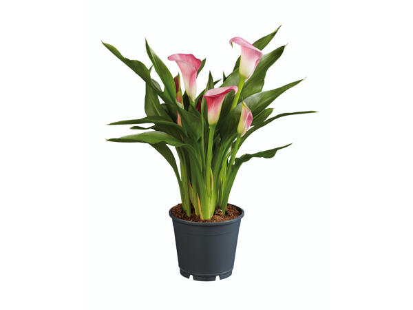 Assortiment de callas