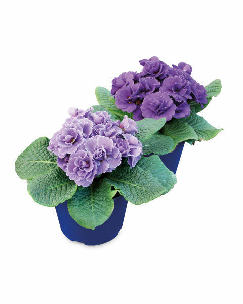 13cm Primula