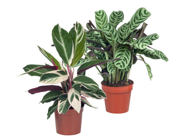 Calathea