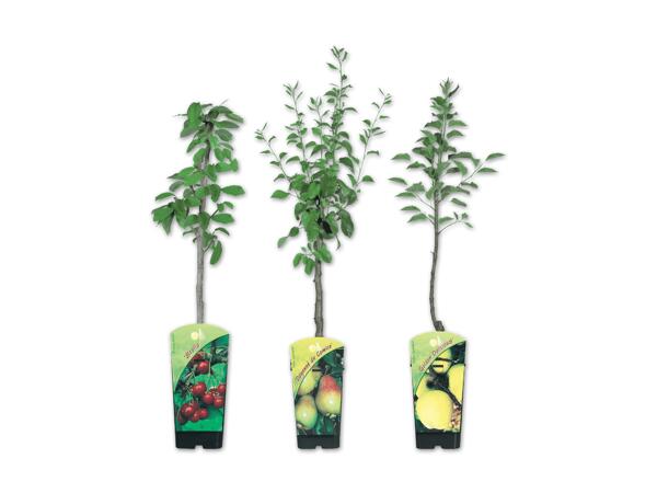 Zwergobstbaum