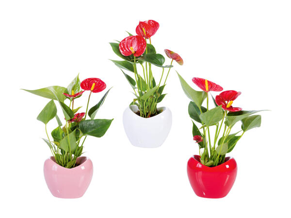 Anthurium dans un cœur en céramique