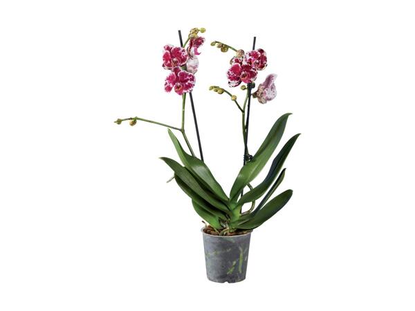 2 Stem Orchid
