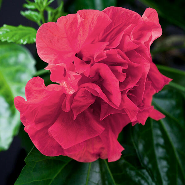 Garten-Hibiskus