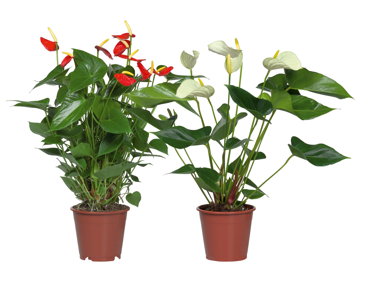 ROSENKALLA