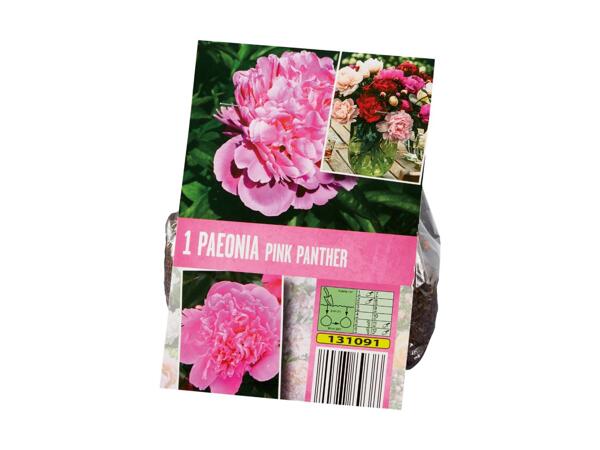 Peony Bulbs