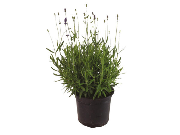 French Lavender