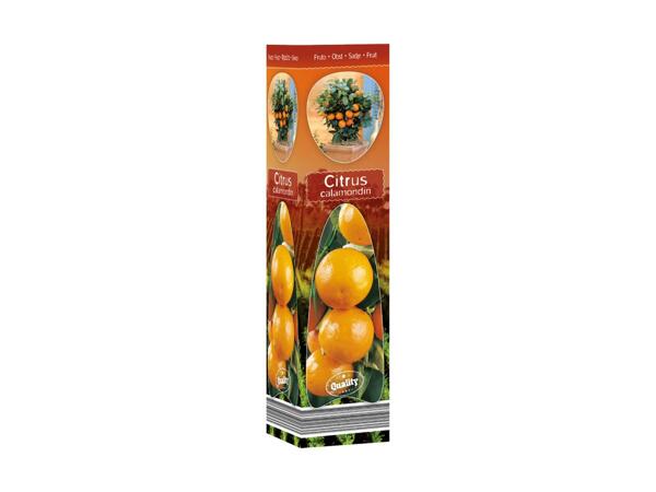 Mediterranean Plants