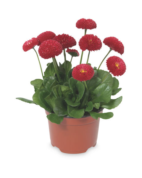 1 Litre Spring Bedding Flowers