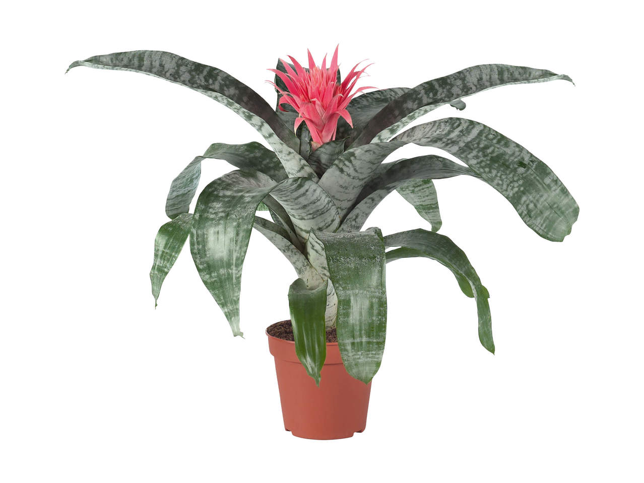 Bromelia