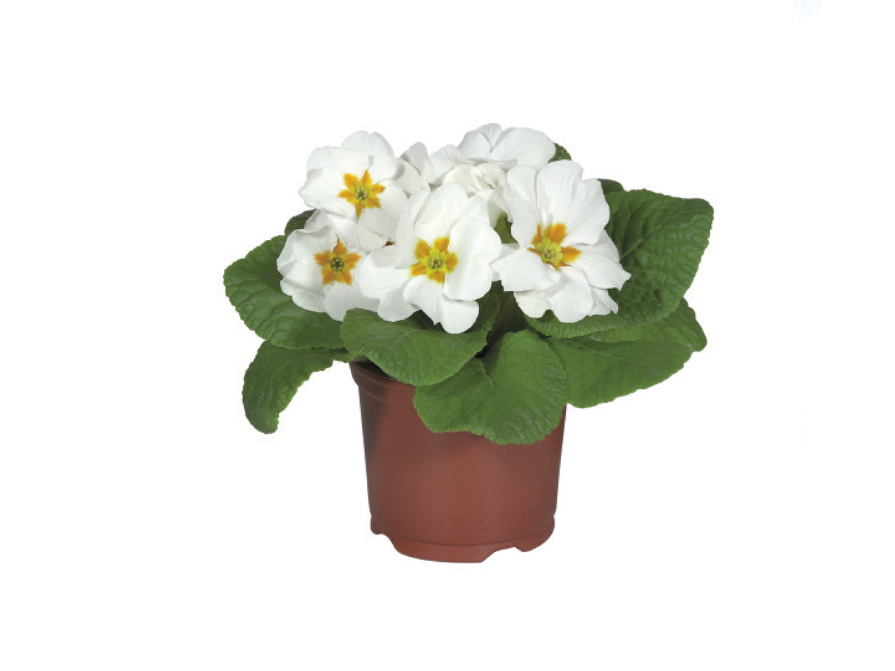 Primrose1