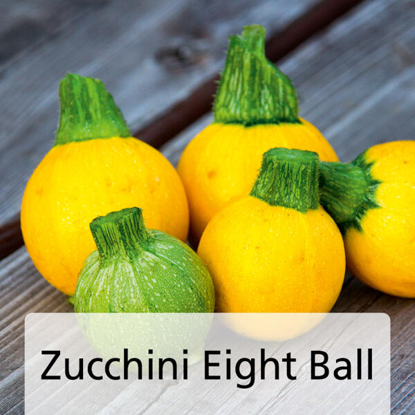 Snack-Gemüse / Zucchini-Besonderheiten