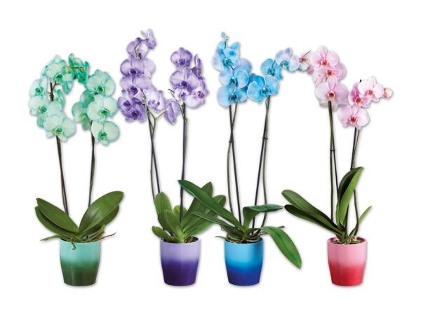 Orchidee Royal in Keramik, 2 Trieber