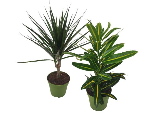 Green plants