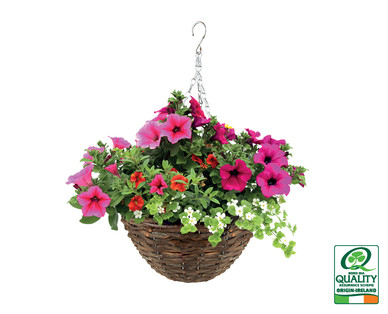Irish Grown Premium Rattan Hanging Basket