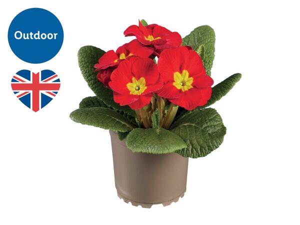 British Primrose