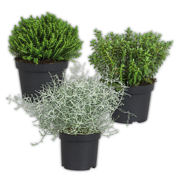 Stacheldrahtpflanze / Hebe Mix
