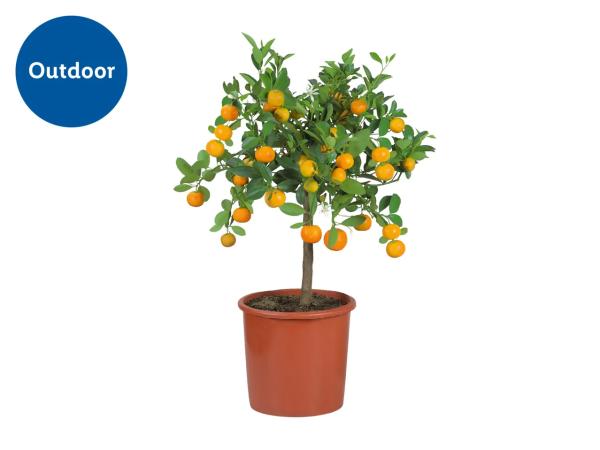 Large Citrus Plants