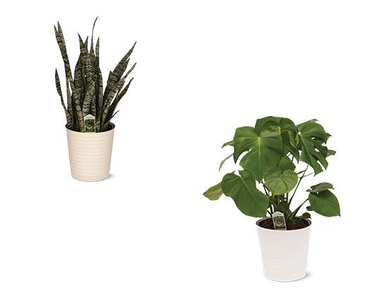 10" Foliage Assorted Varieties