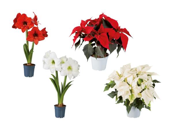 Amaryllis eller julestjerne