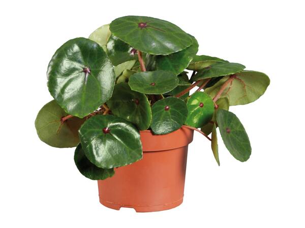 Assorted Houseplants