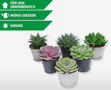 Sukkulenten im Zinkübertopf