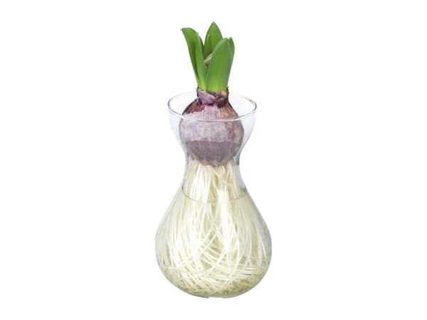 Hyacinth in Glass