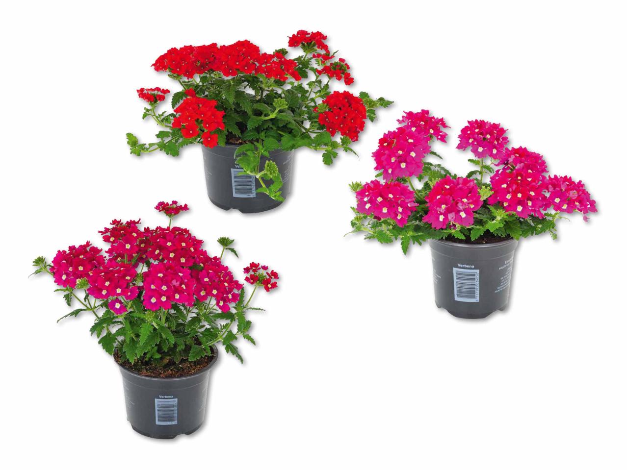 Verbena
