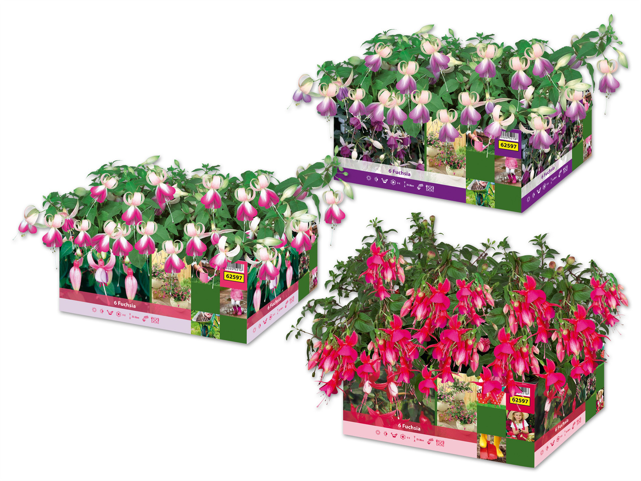 Fuchsien 6er Tray