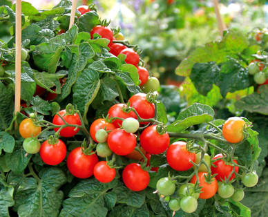 NATUR AKTIV Bio-Snackgemüse