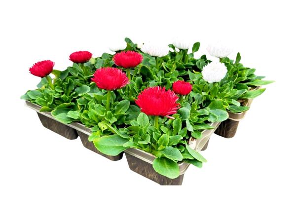 6 Pack Spring Mix