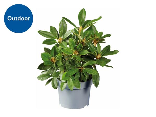 Rhododendron