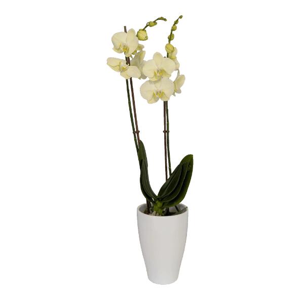 Valentins-Orchidee