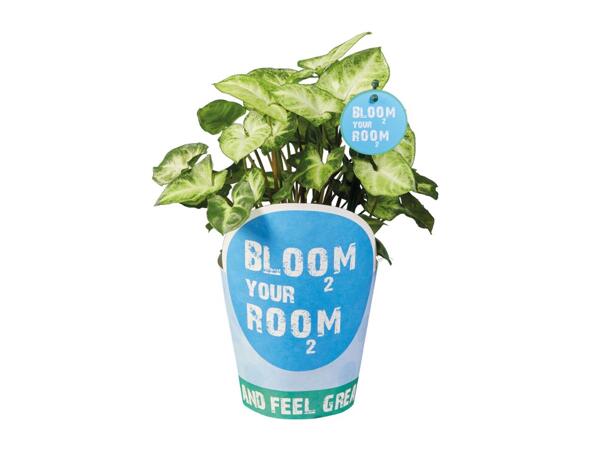 Indoor Plants