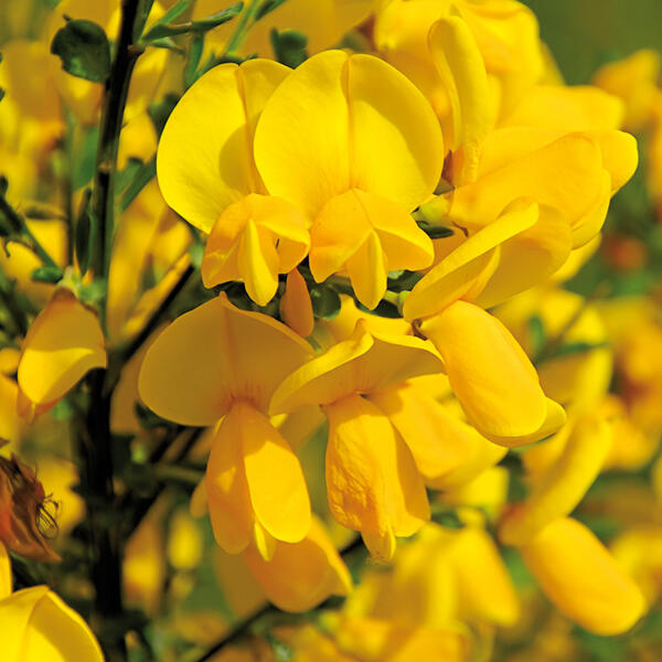 Ginster Mix "Cytisus"