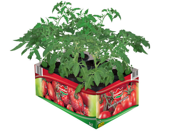 Tomatenmix