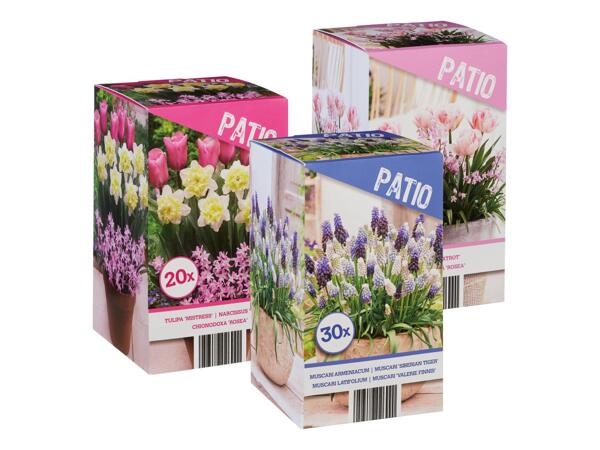 Flower Bulbs