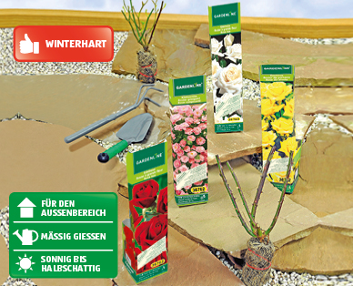 GARDENLINE(R) Edelrosen