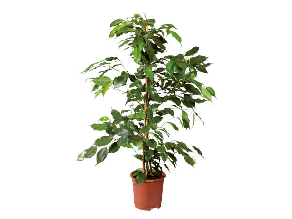 Medium Houseplant