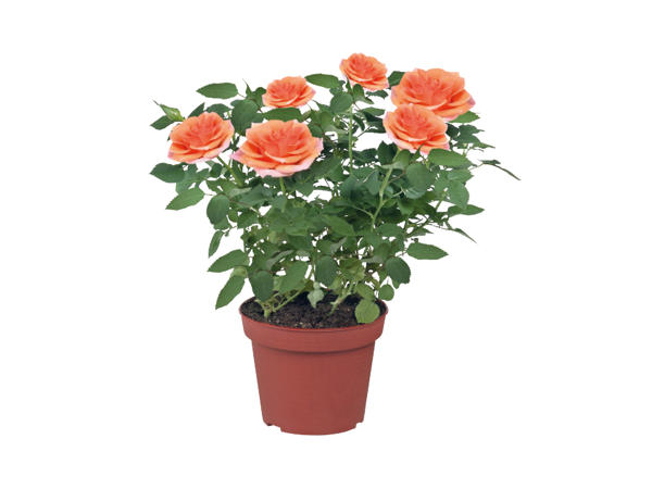 Mini Roses