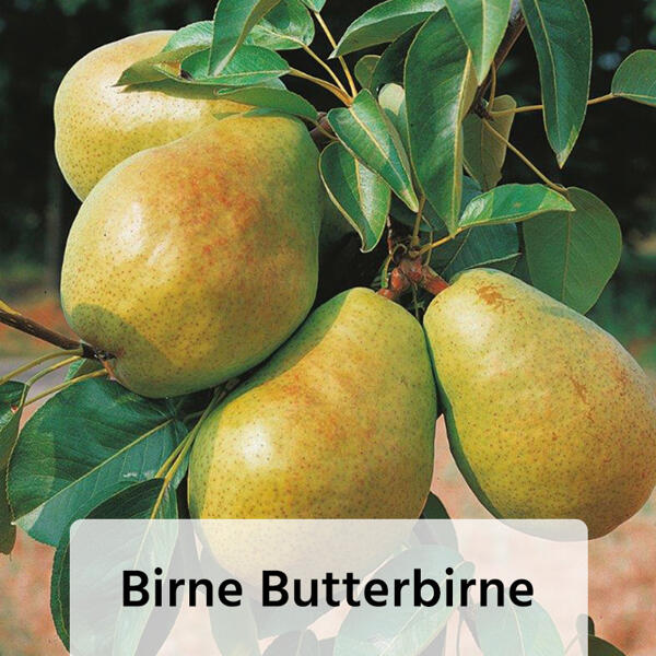 Obstbaum im Jutesack