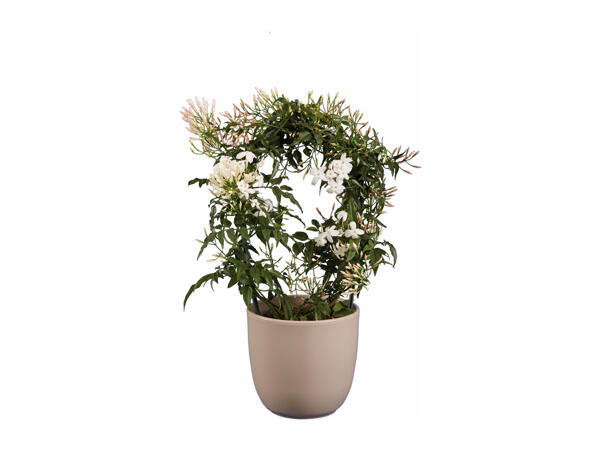 Jasmine and Stephanotis & Gardenia