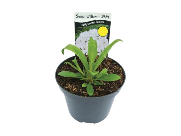 Sweet William Dianthus Dash