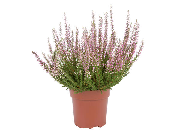 Autumn Heather