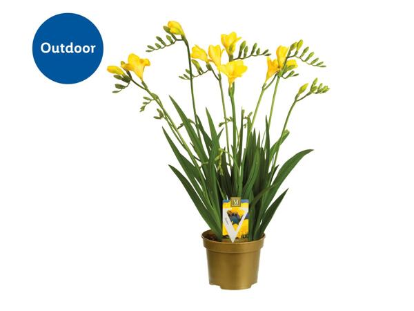 Freesia