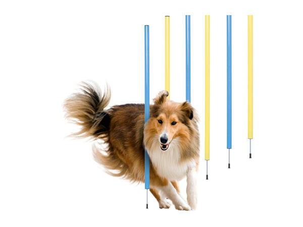 Zoofari Dog Agility Set